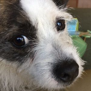 Meet your Posher, Casey